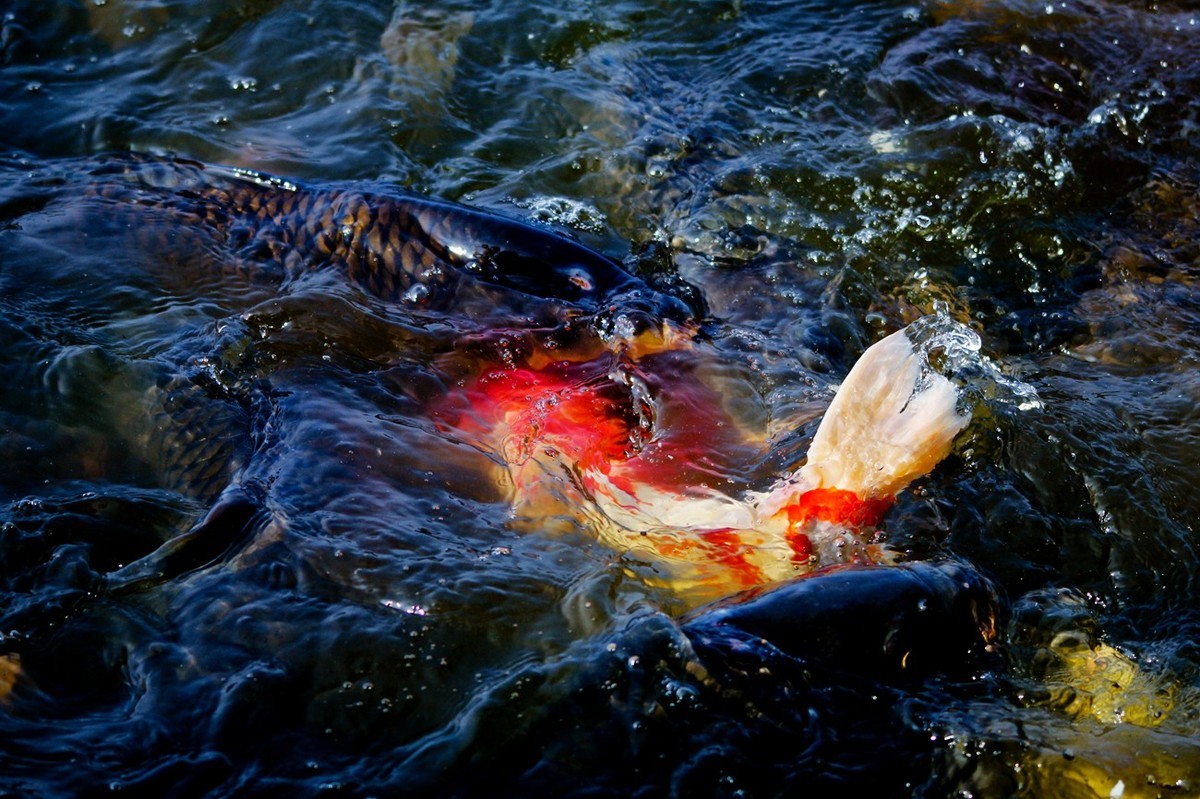 明湖——锦鲤翻波 （三）