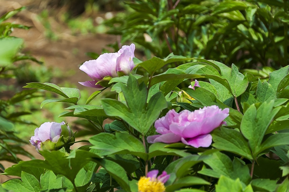 花开富贵-泉城公园10