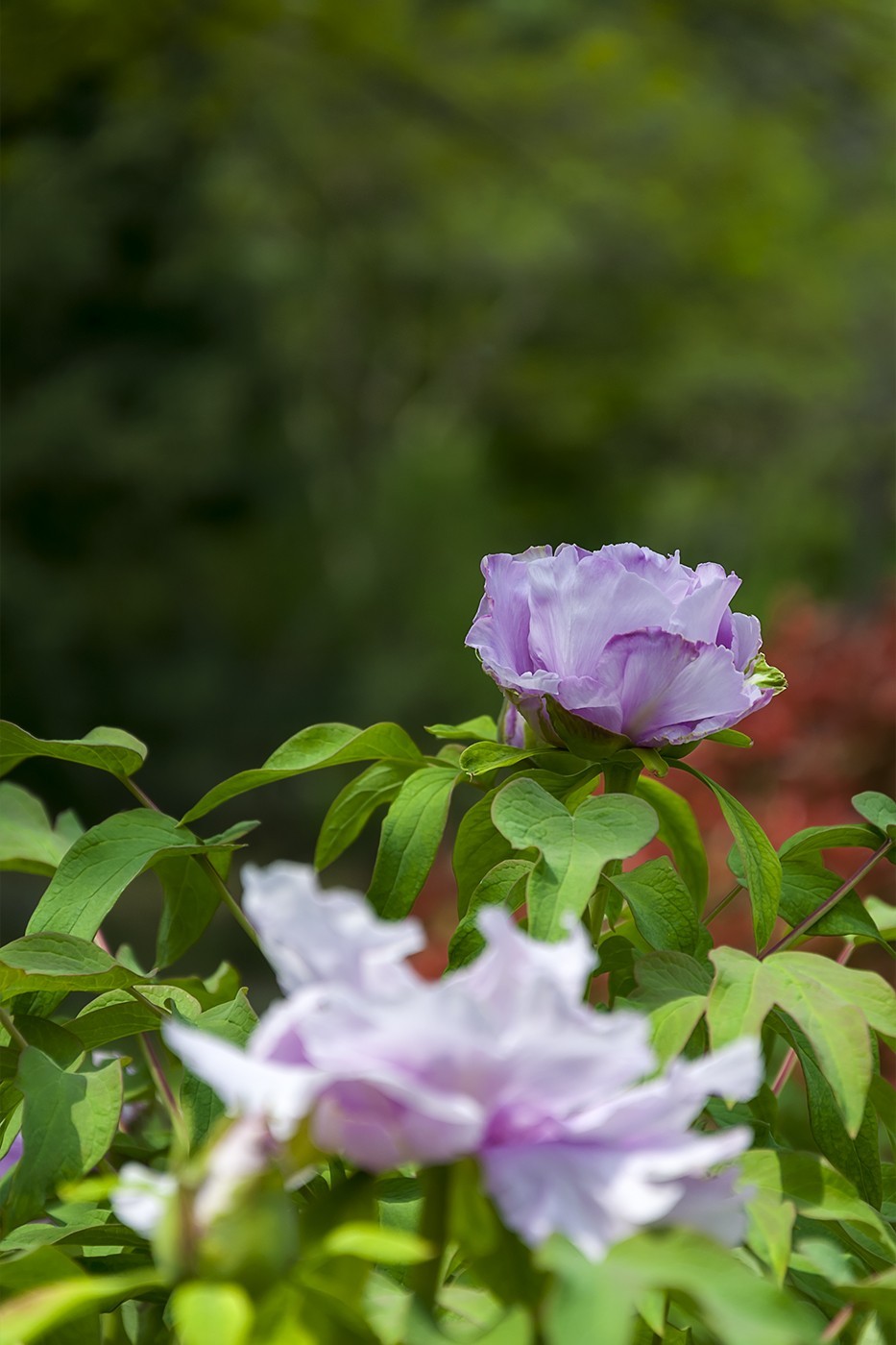 花开富贵-泉城公园10