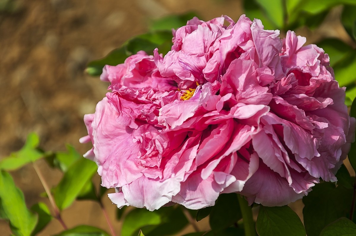 花开富贵-泉城公园10