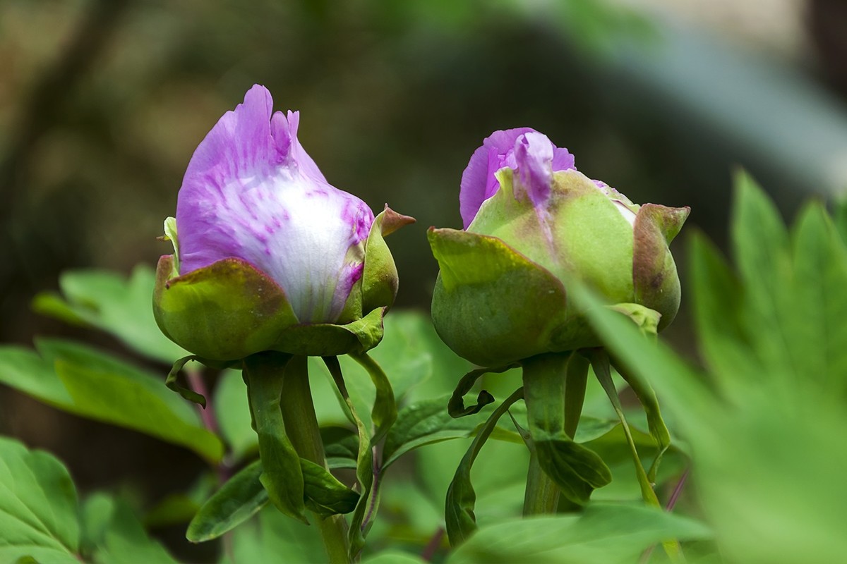 花开富贵-泉城公园10
