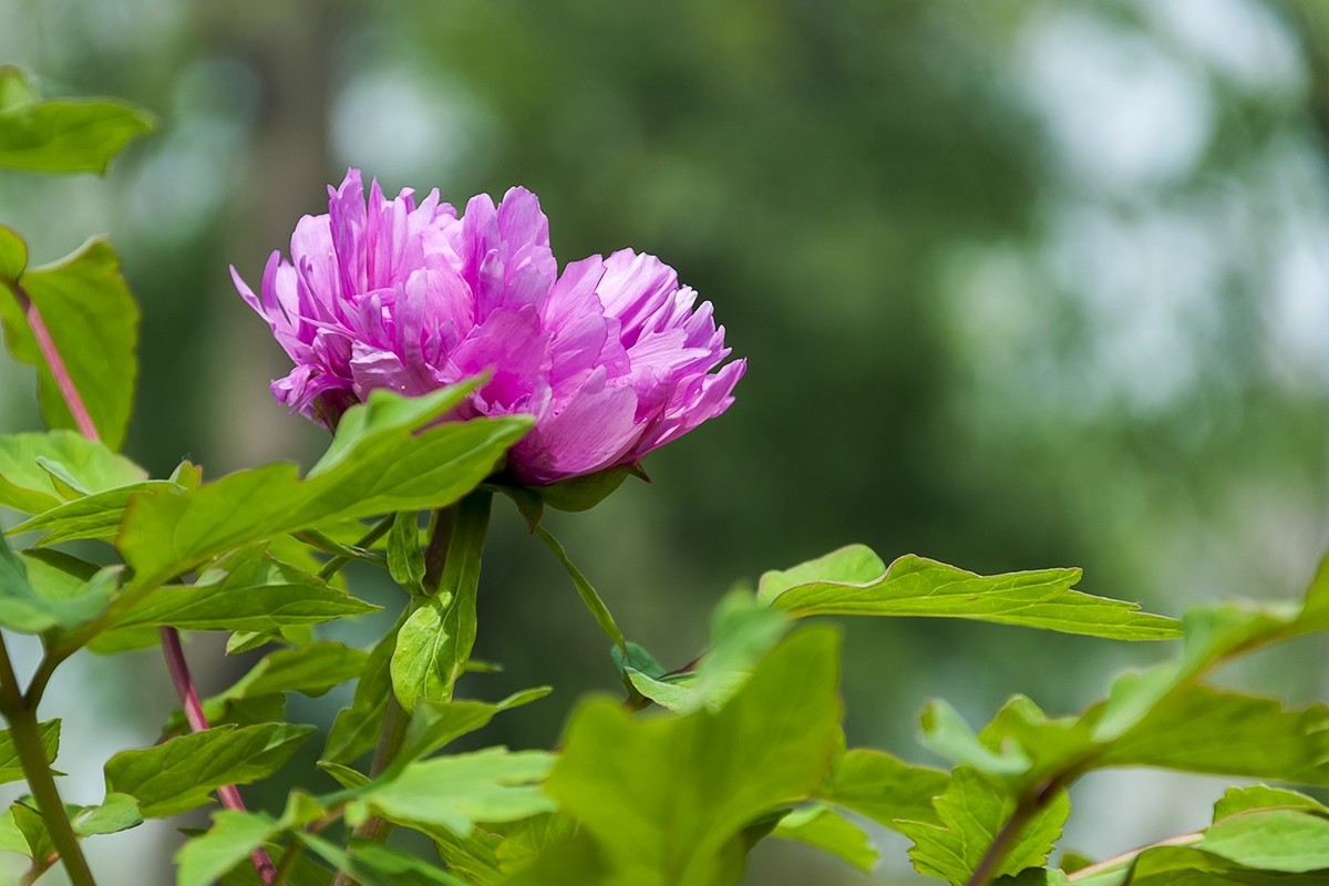 花开富贵-泉城公园10
