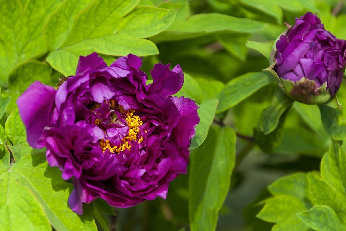 花开富贵-泉城公园10