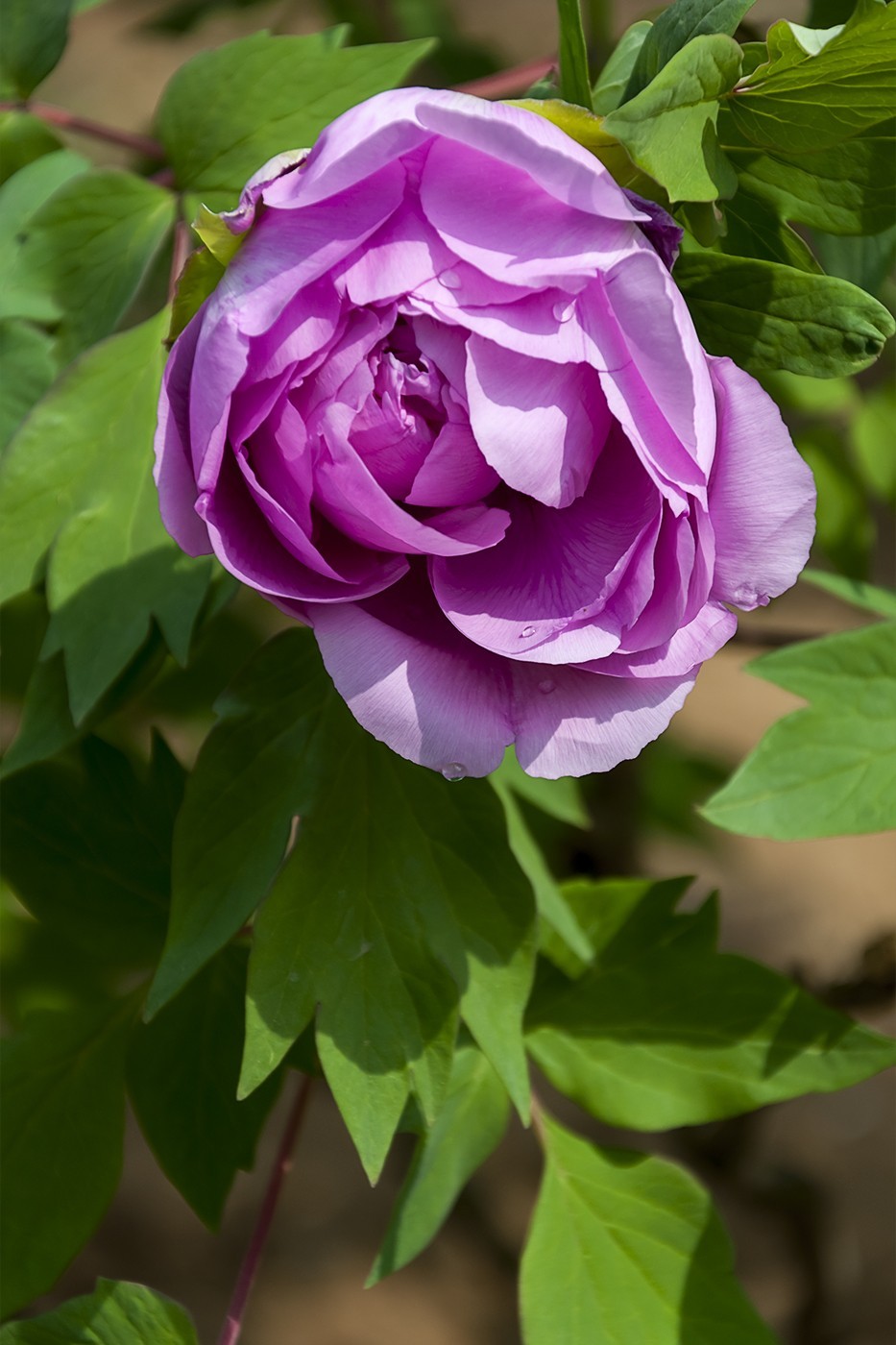 花开富贵-泉城公园10