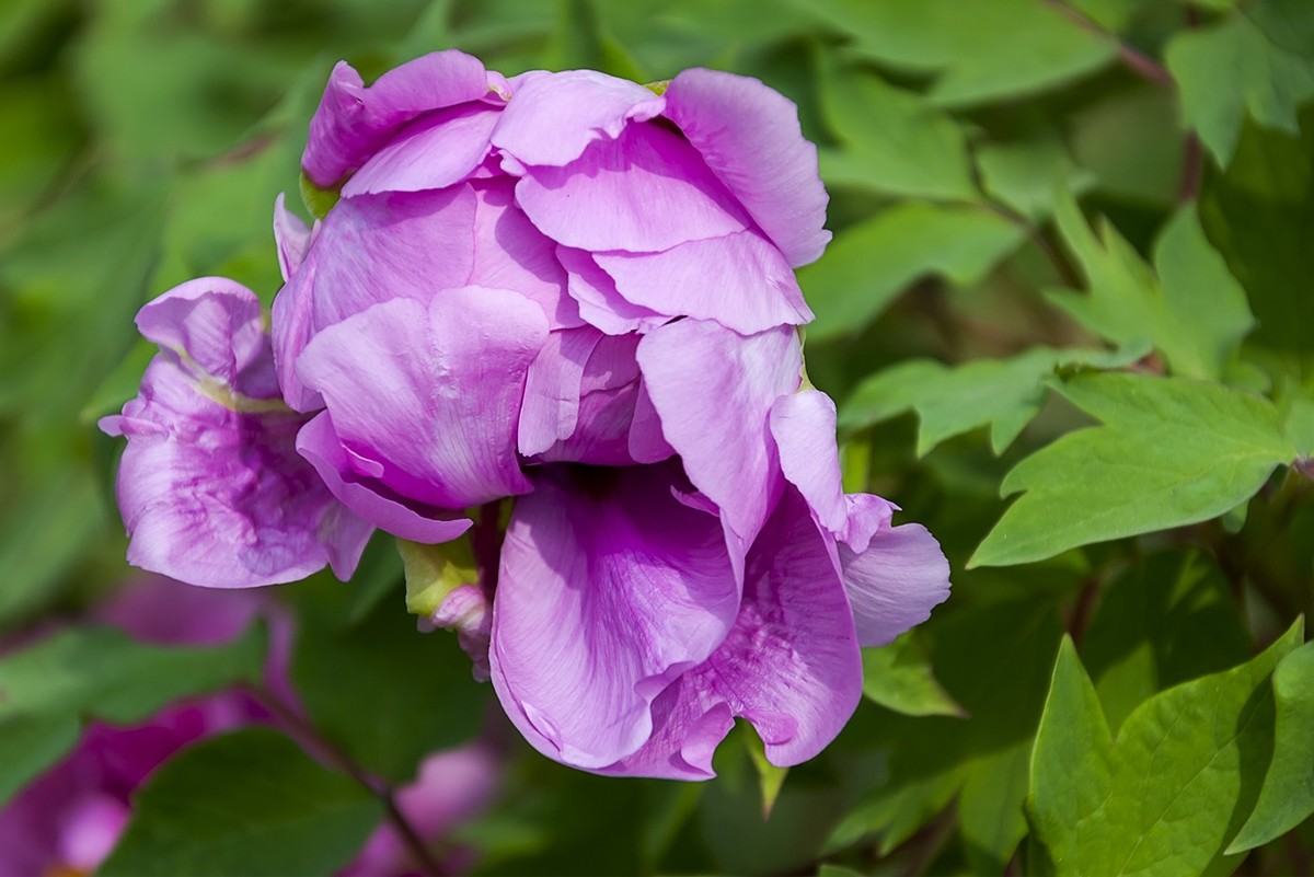 花开富贵-泉城公园10