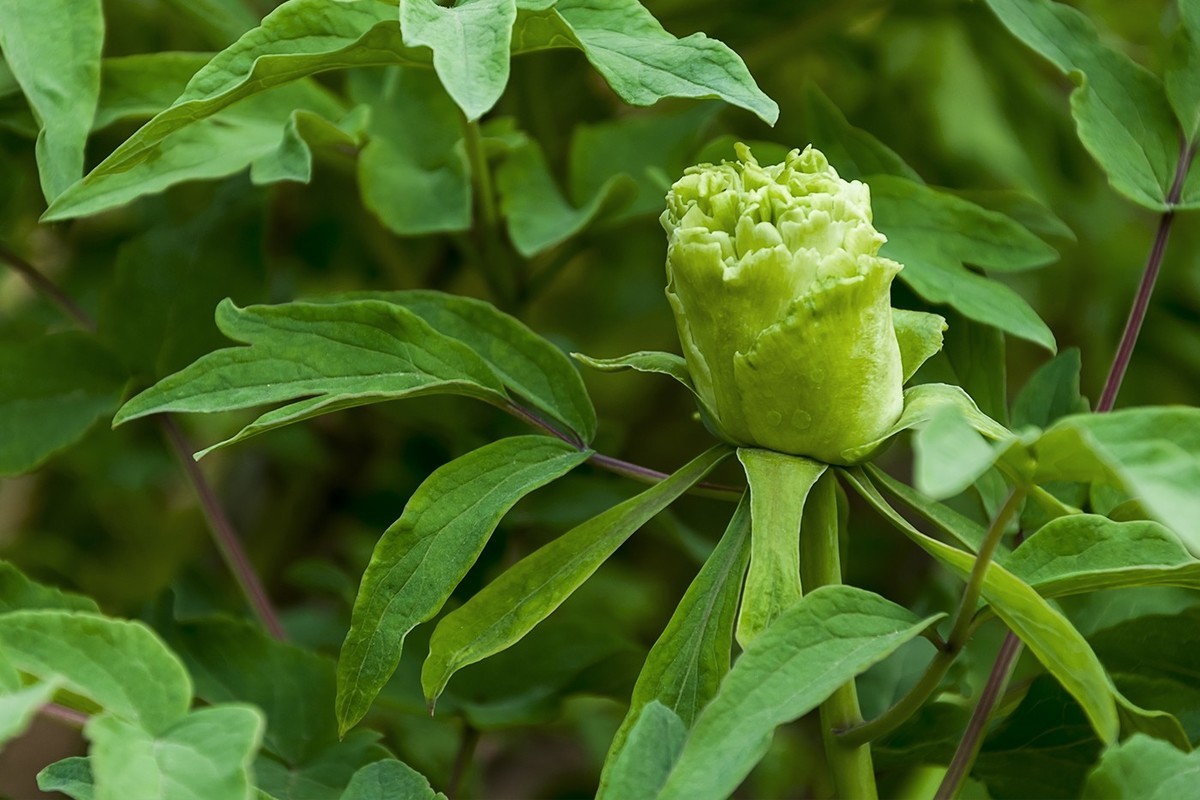 花开富贵-泉城公园10
