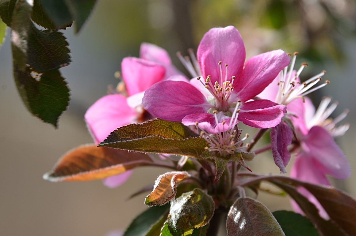 2025海棠花（15）