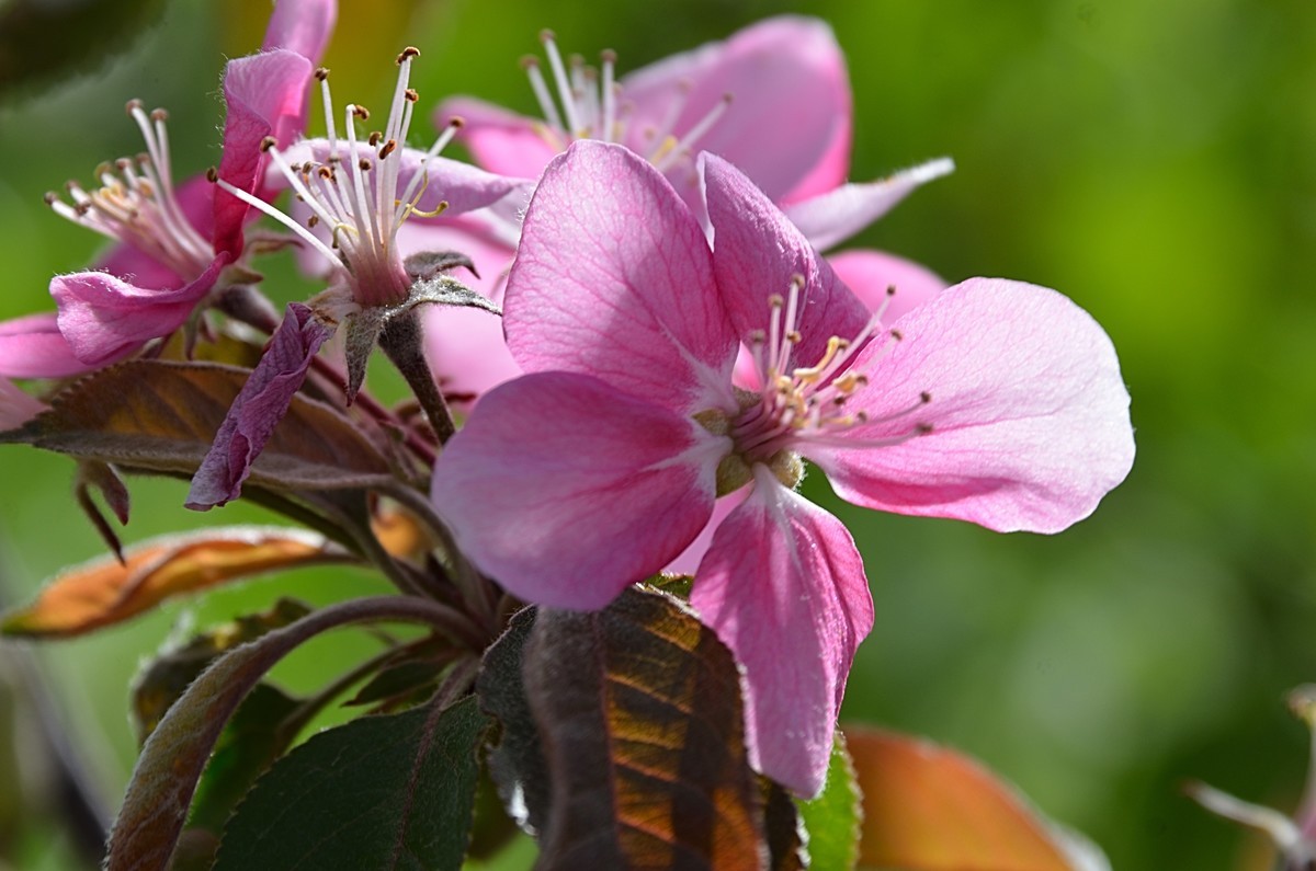 2025海棠花（15）