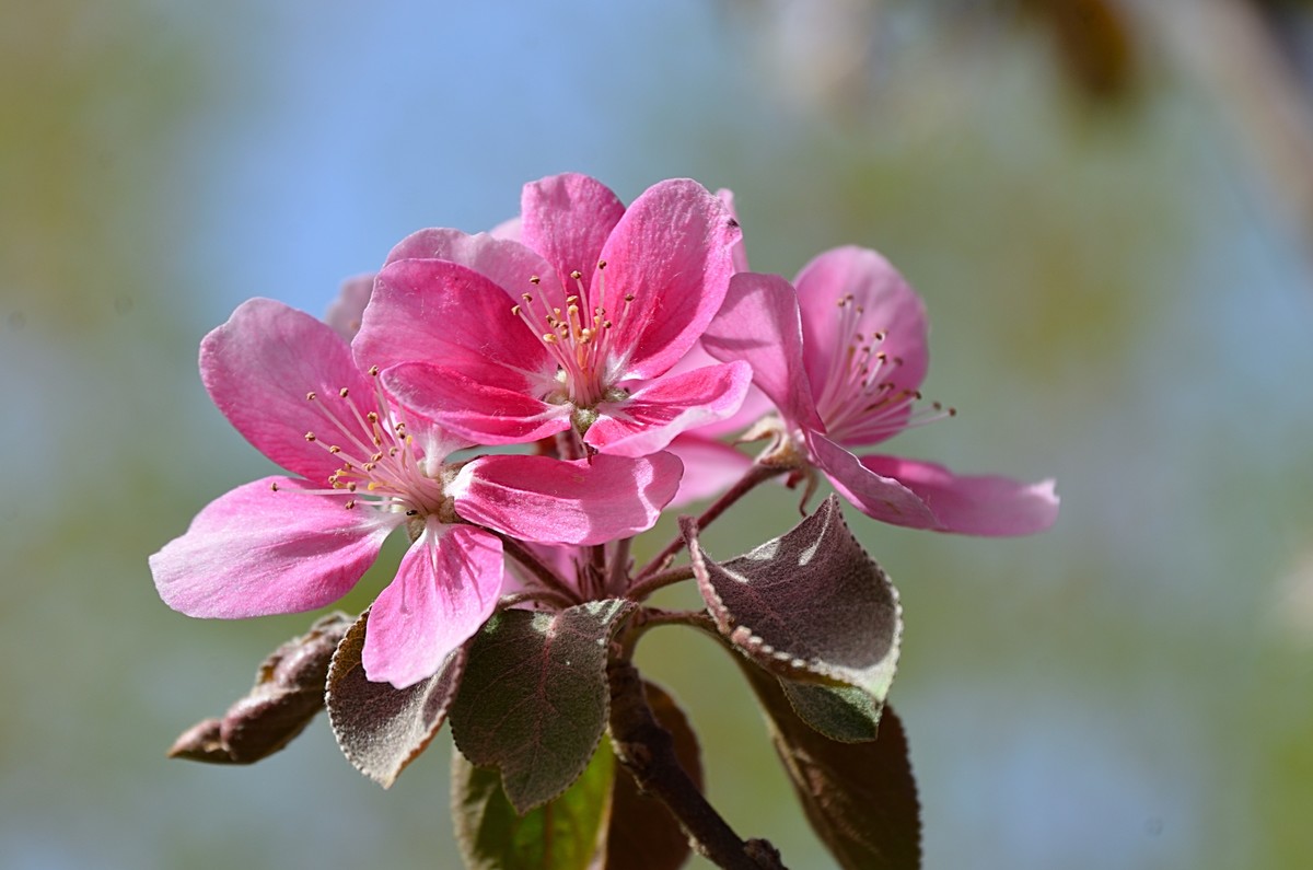 2025海棠花（15）