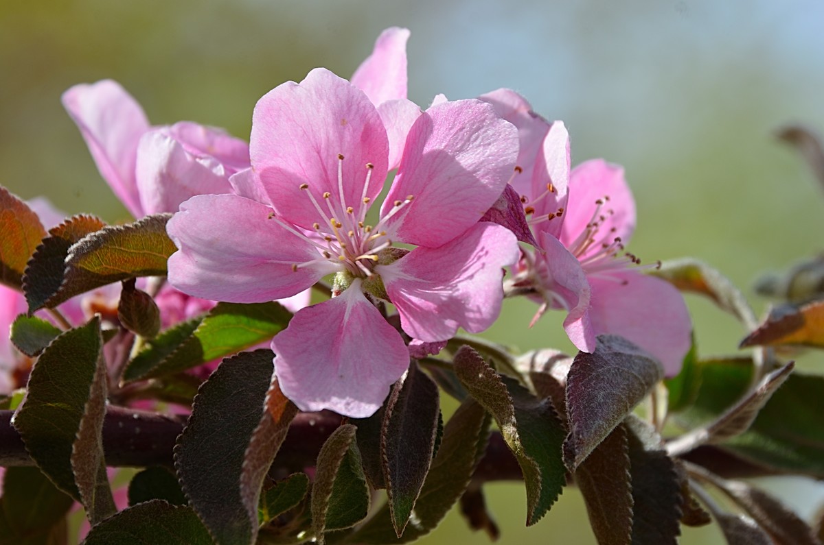 2025海棠花（15）