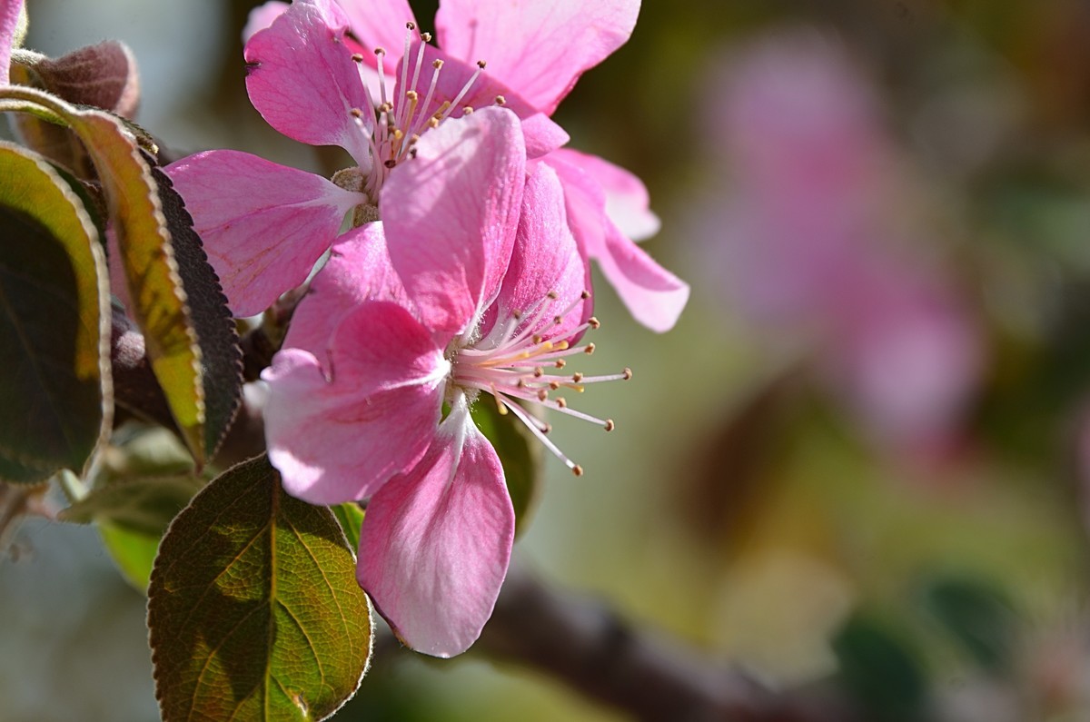 2025海棠花（15）