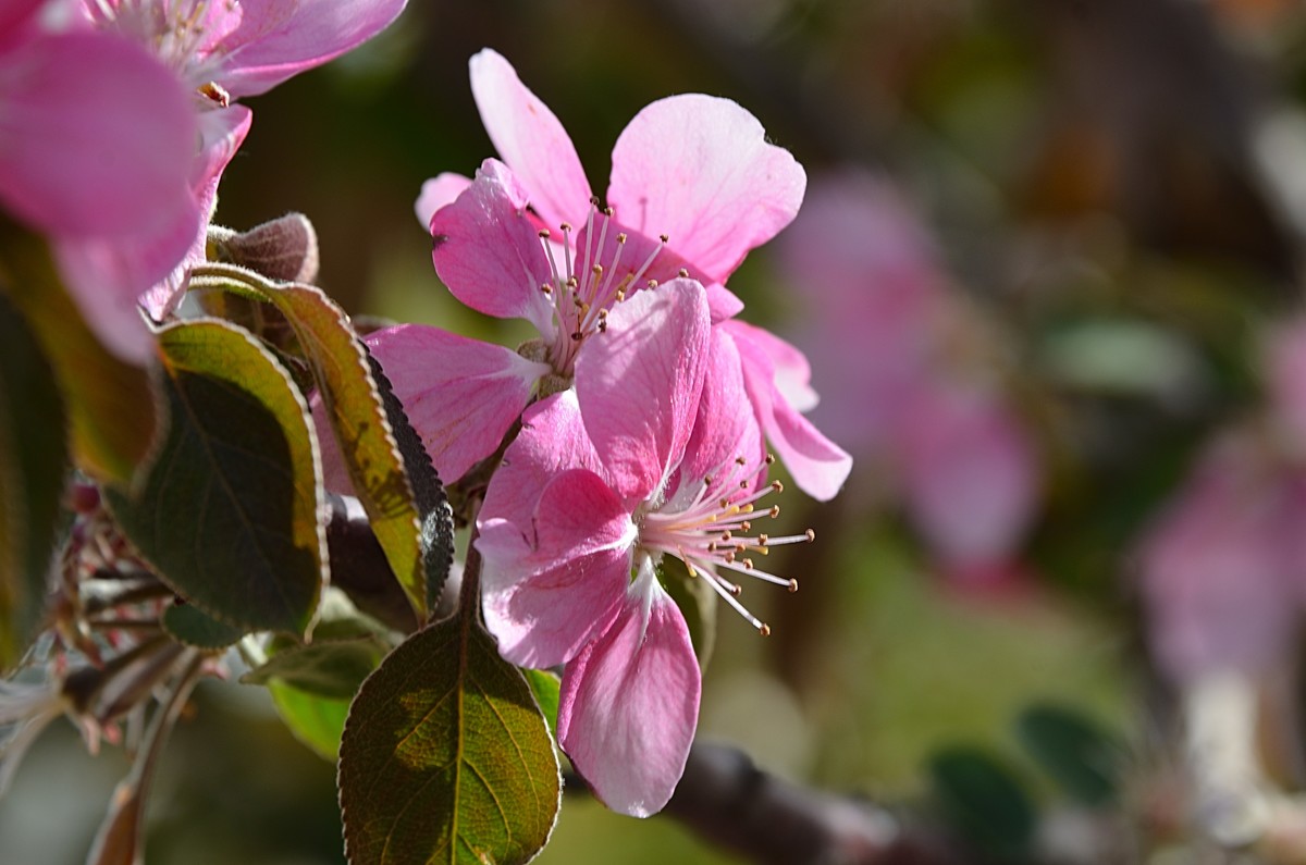 2025海棠花（15）
