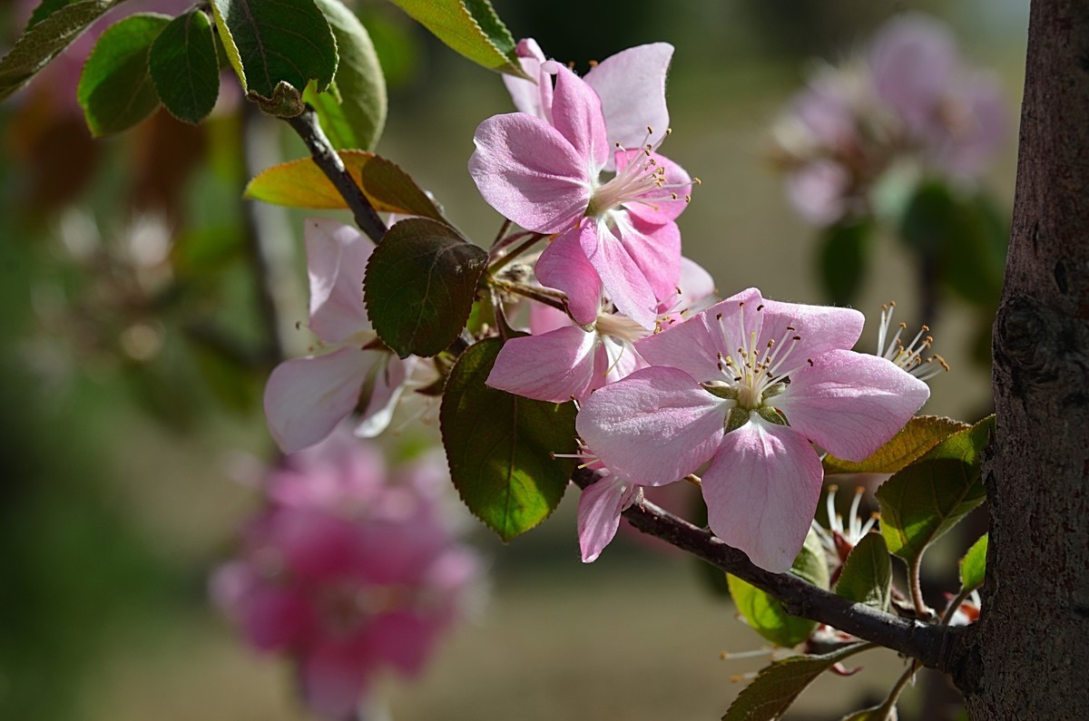 2025海棠花（15）