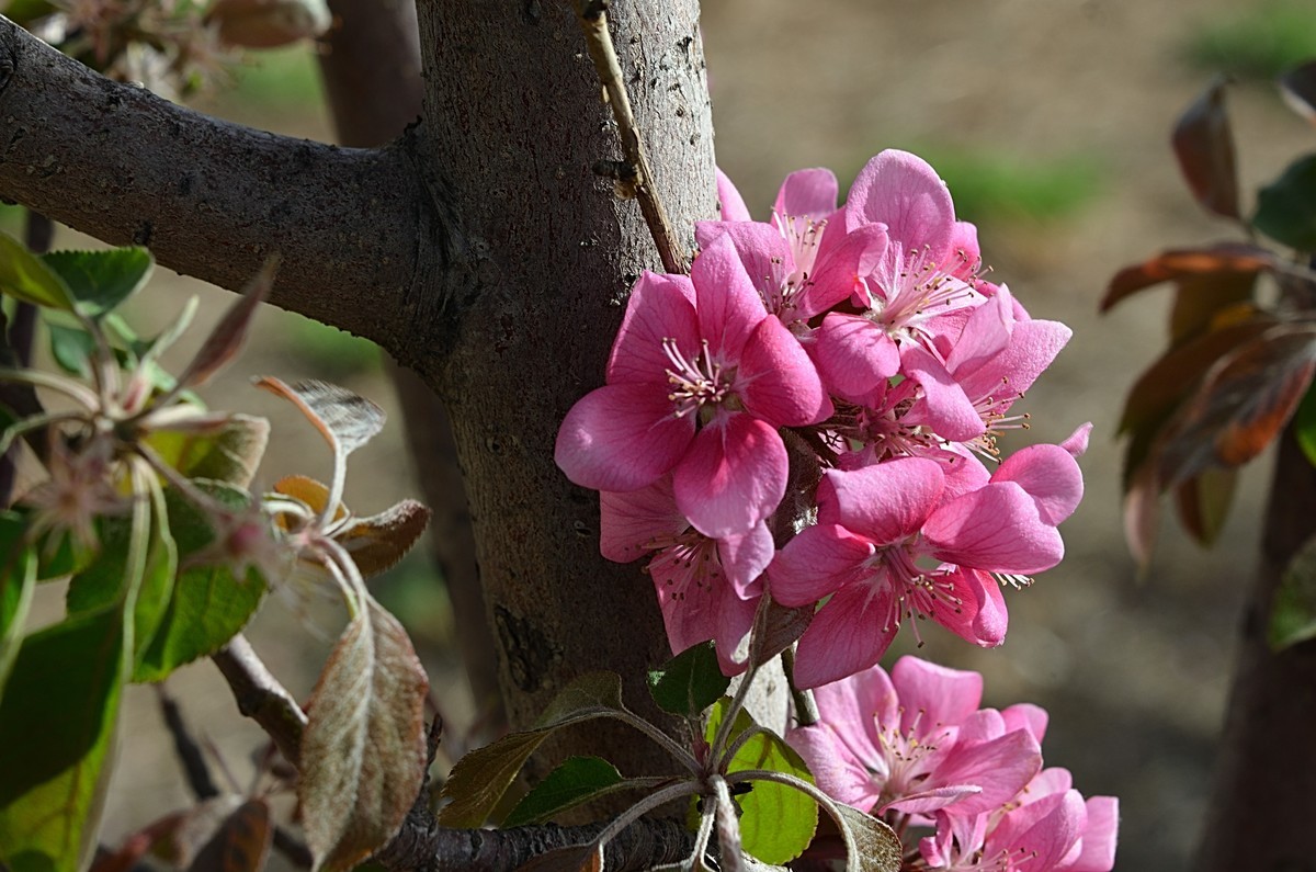 2025海棠花（15）