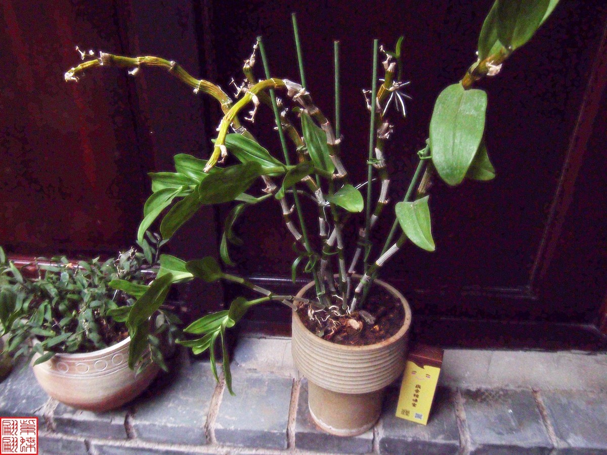 2023.12.21仙草秘境(12）