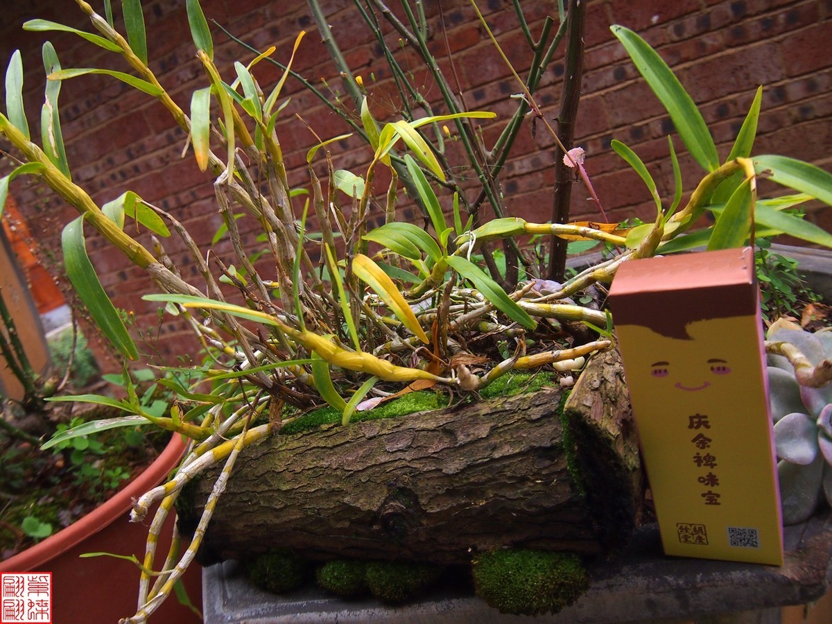 2023.12.21仙草秘境(12）