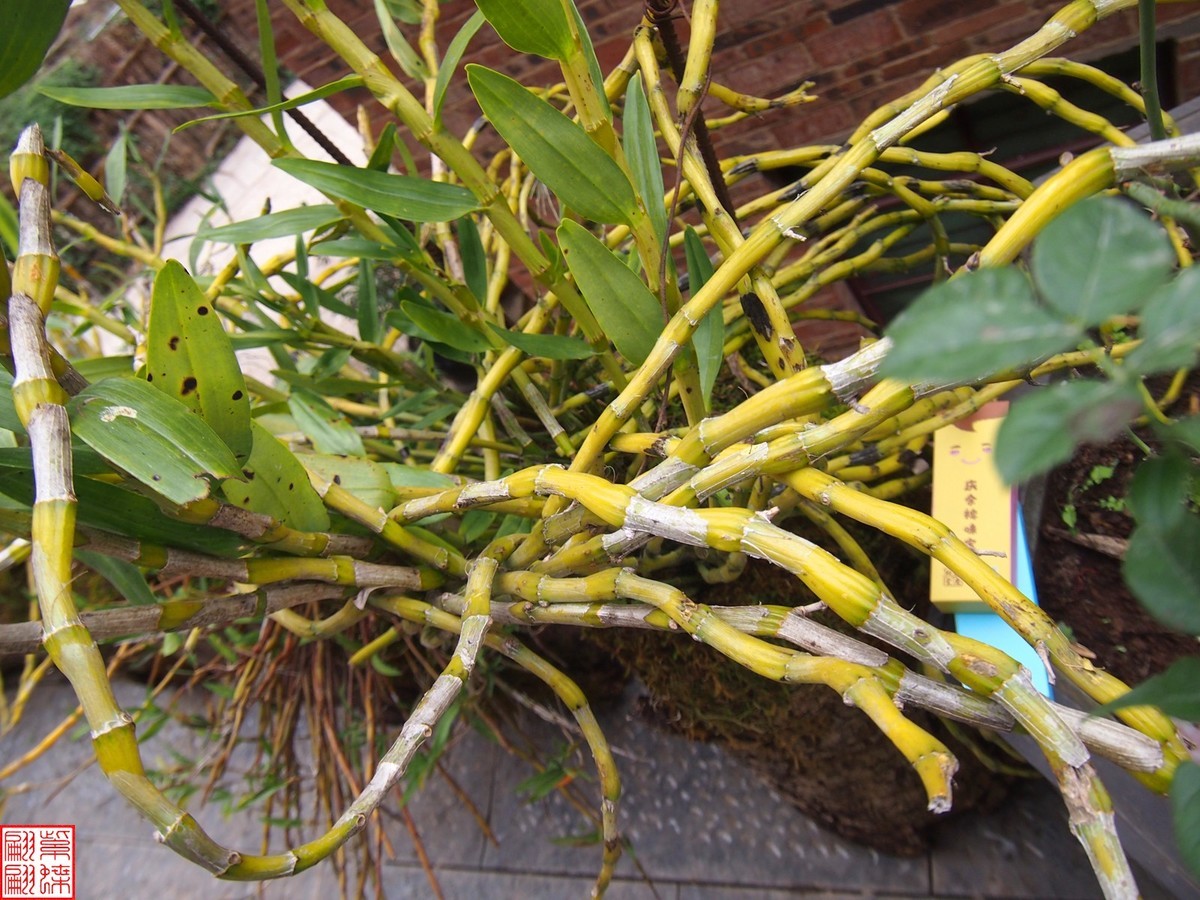 2023.12.21仙草秘境(12）