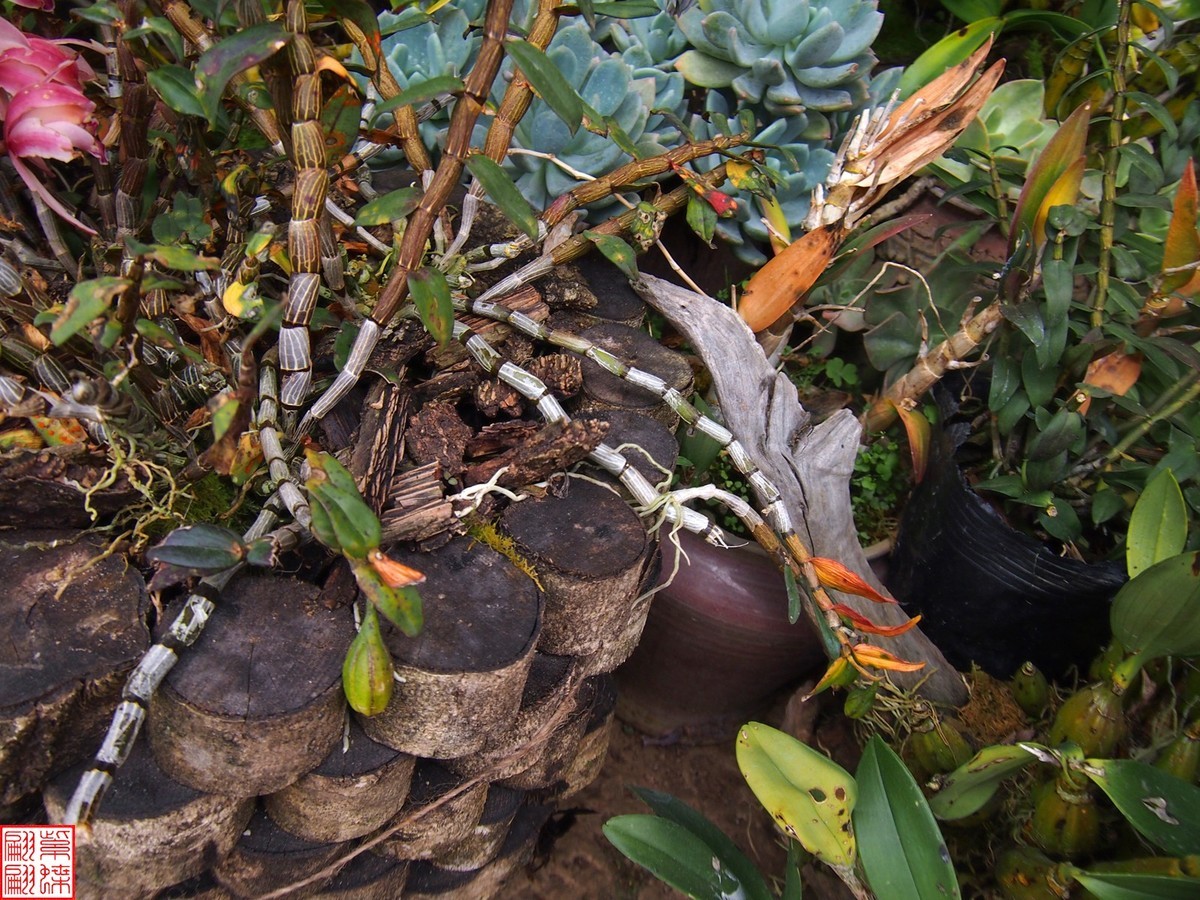 2023.12.21仙草秘境(12）