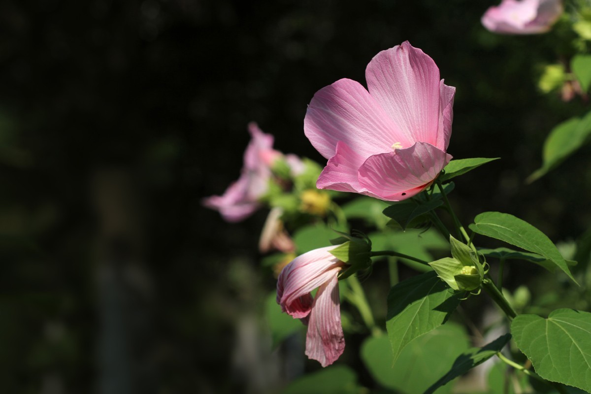 花卉-大花秋葵