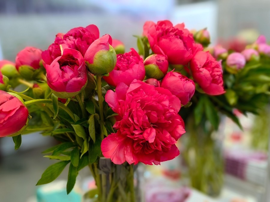 园艺博览会【1】