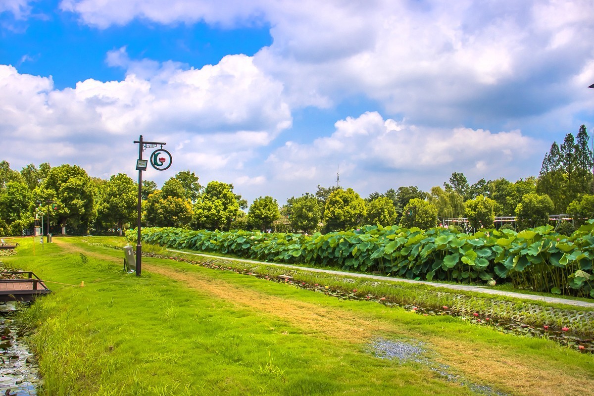 2023-08-16南京西梗莲乡（七）