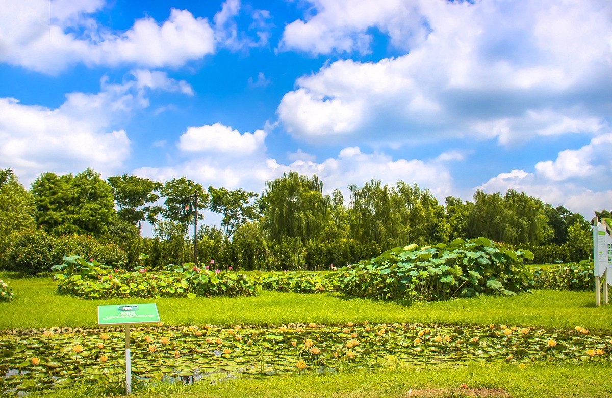 2023-08-16南京西梗莲乡（七）