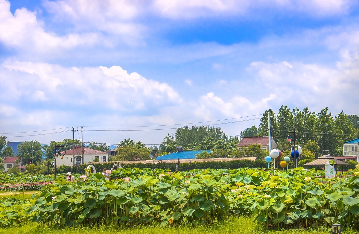 2023-08-16南京西梗莲乡（七）