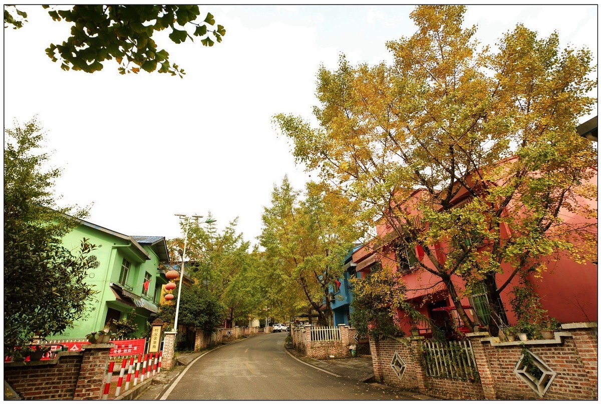 清坪镇银杏黄了，