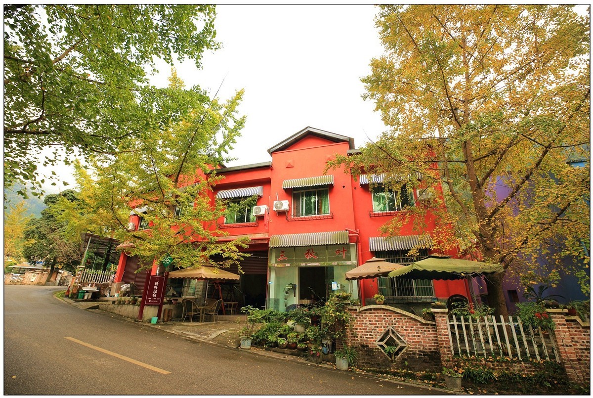 清坪镇银杏黄了，