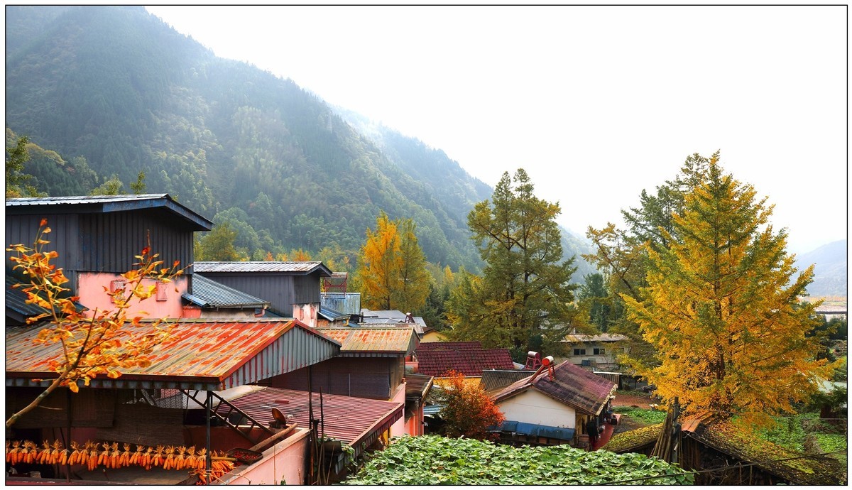 清坪镇银杏黄了，