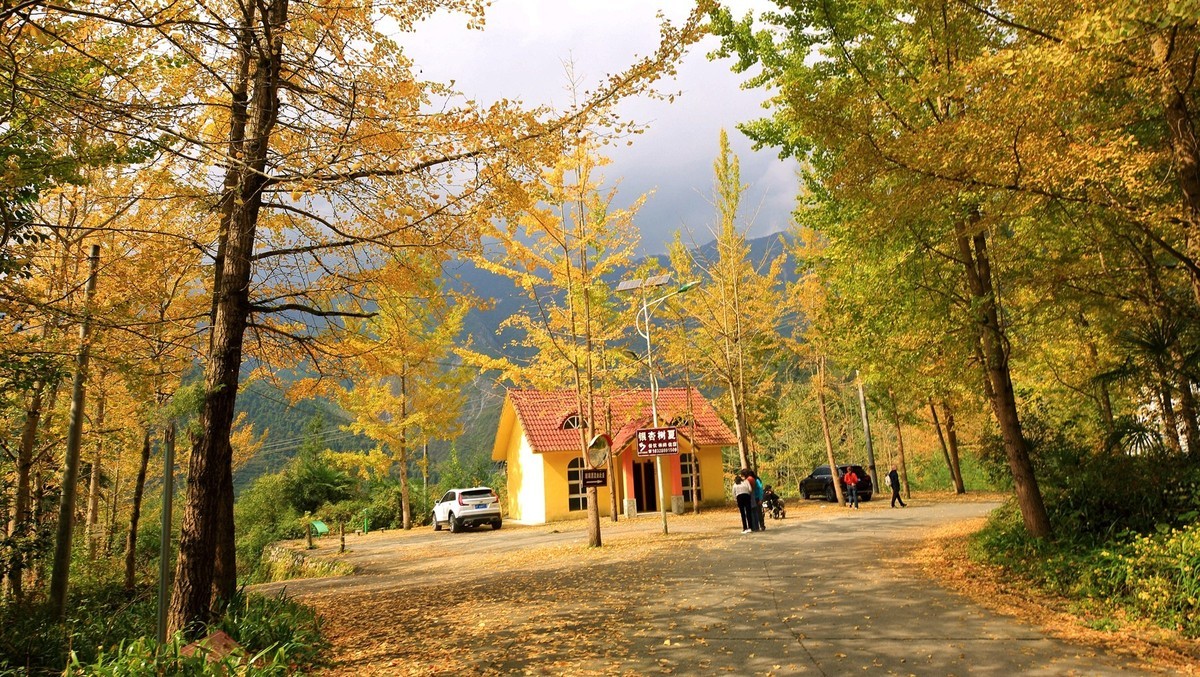 清坪镇银杏黄了，