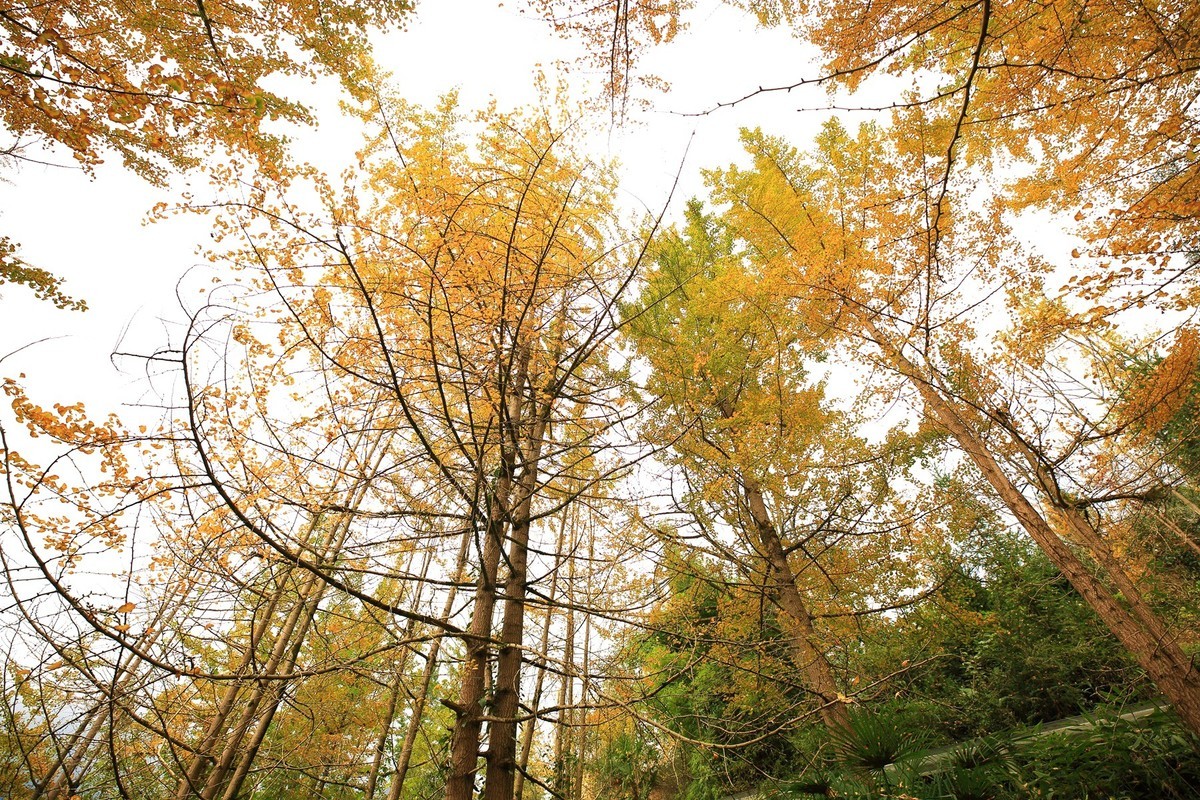 清坪镇银杏黄了，