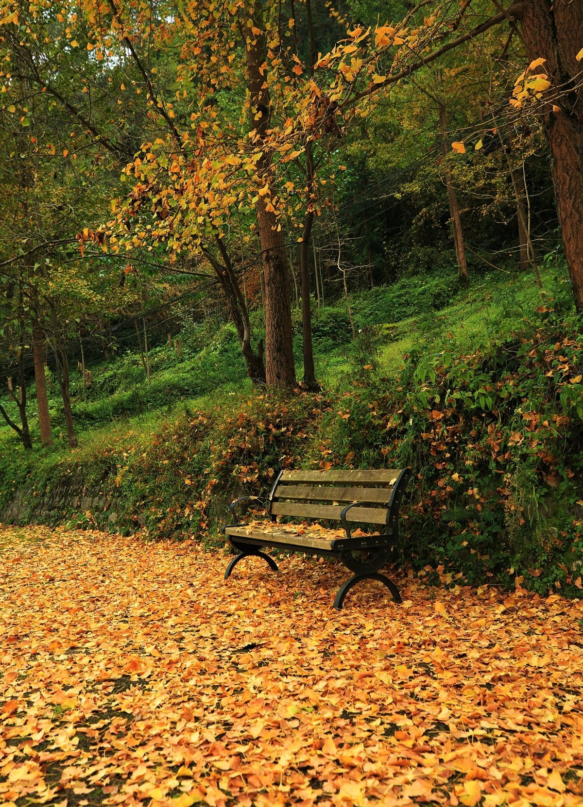清坪镇银杏黄了，