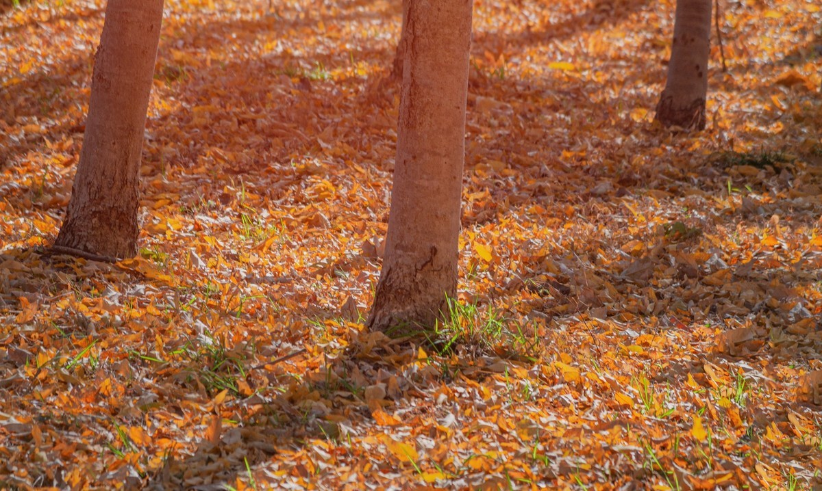 满地尽落黄金叶