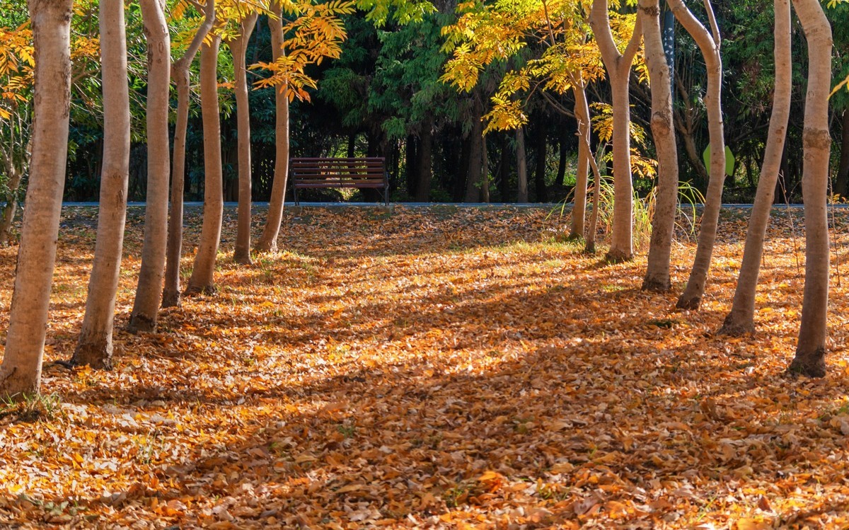 满地尽落黄金叶