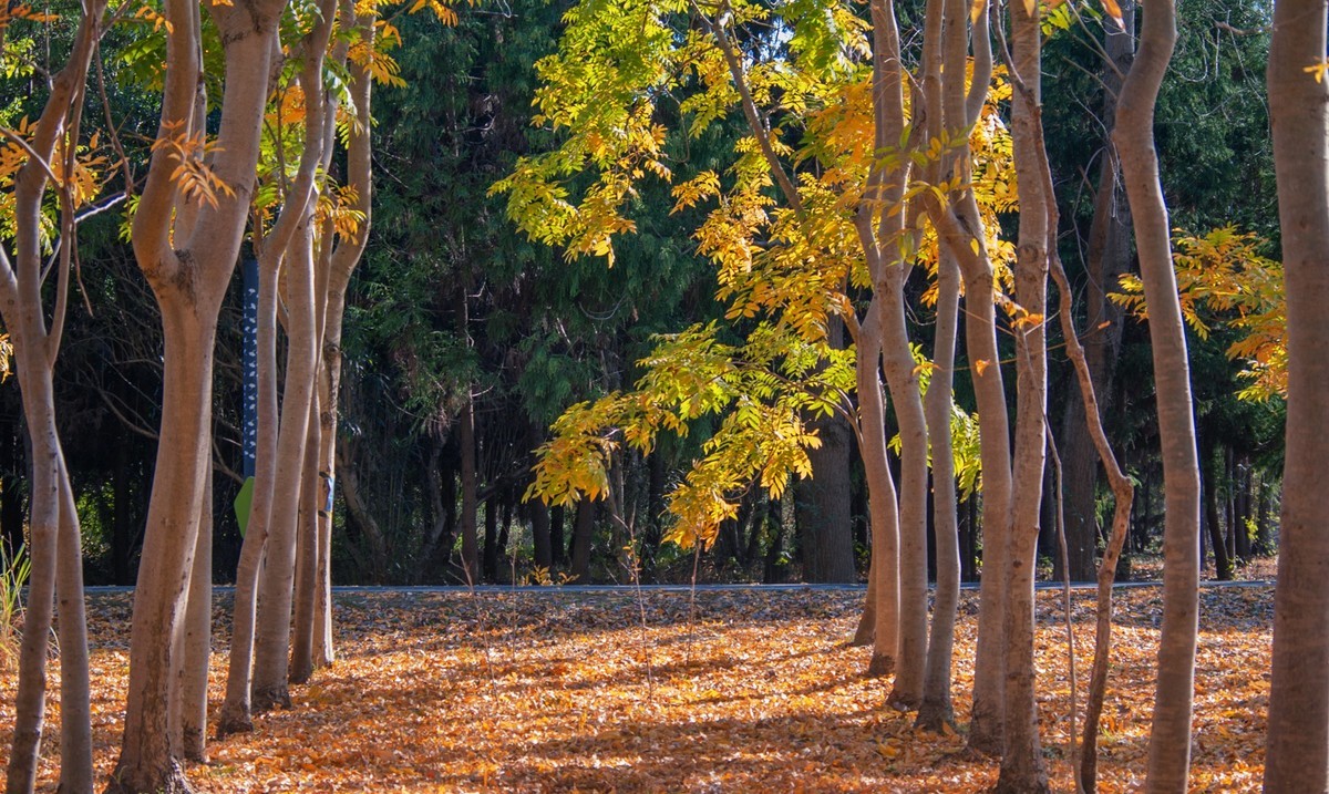 满地尽落黄金叶