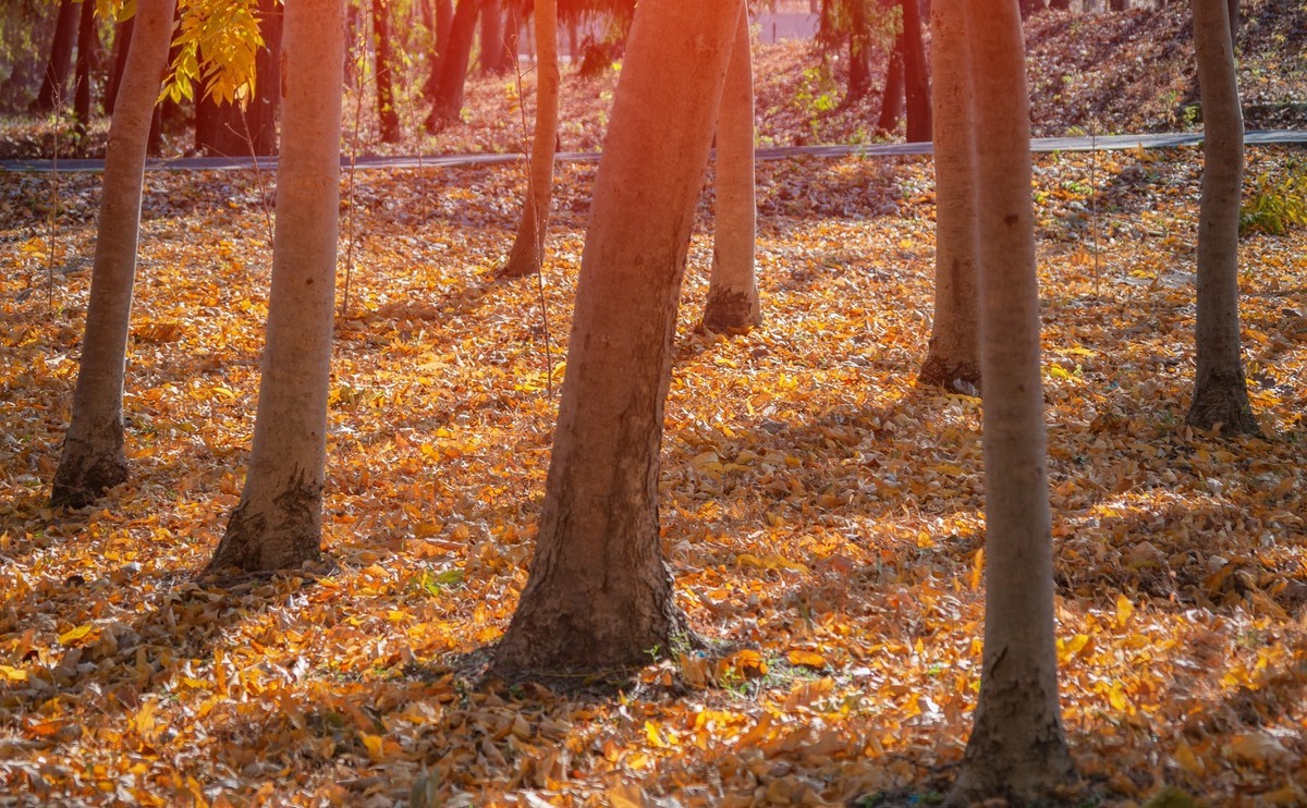 满地尽落黄金叶