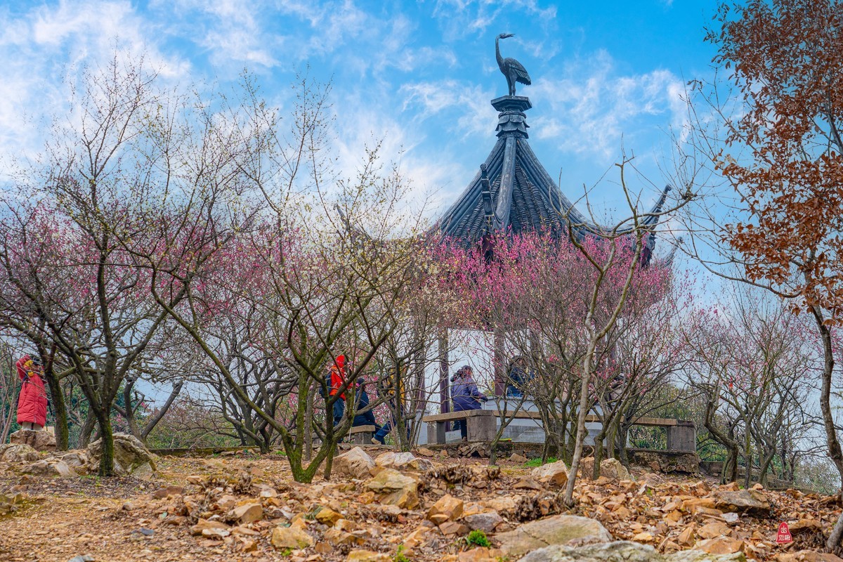 香雪海拍梅花   爱梅摄梅(九）
