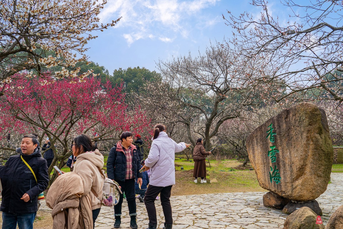 香雪海拍梅花   爱梅摄梅(九）