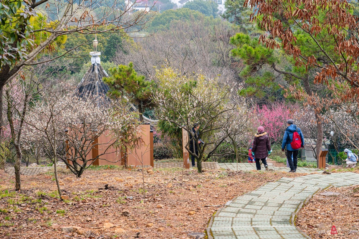 香雪海拍梅花   爱梅摄梅(九）