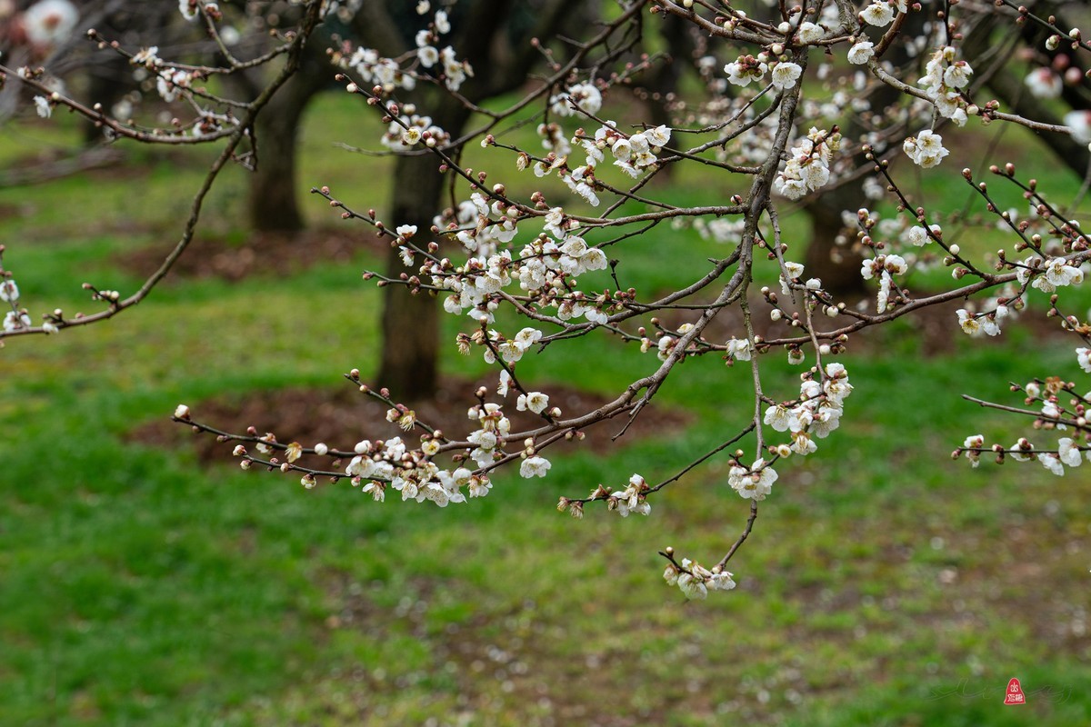 香雪海拍梅花   爱梅摄梅(九）