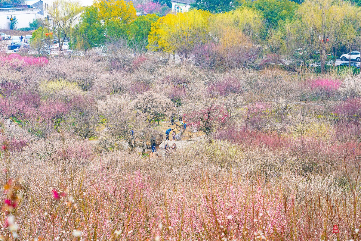 香雪海拍梅花   爱梅摄梅(九）