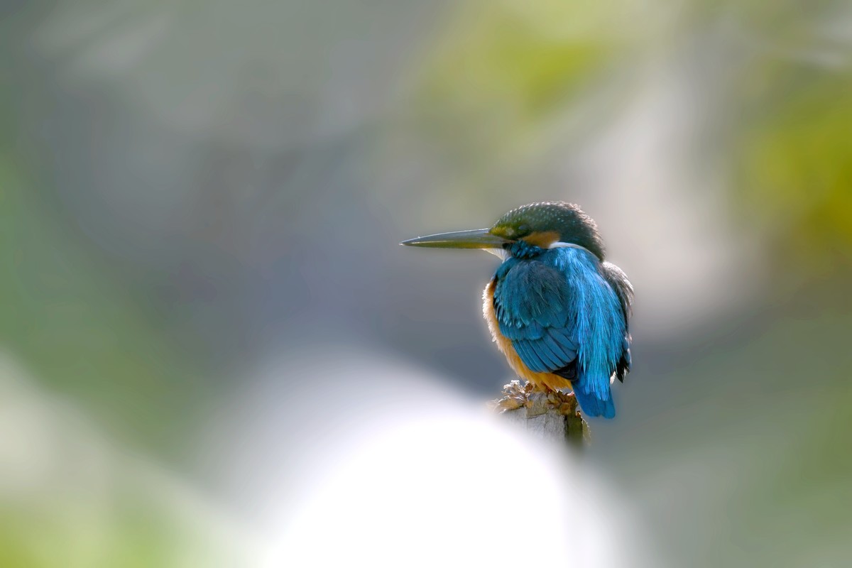 尼康D850+200-500拍的几种小鸟