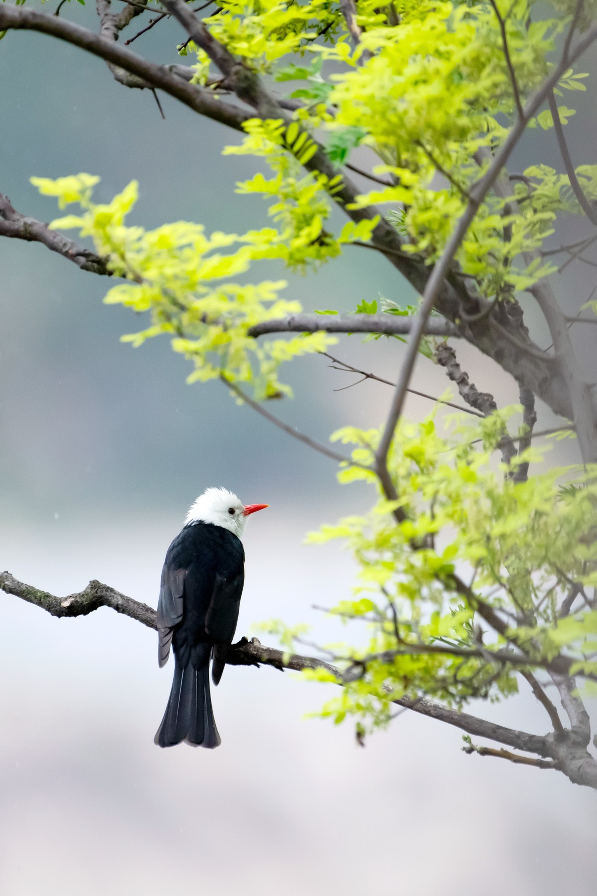 尼康D850+200-500拍的小鸟