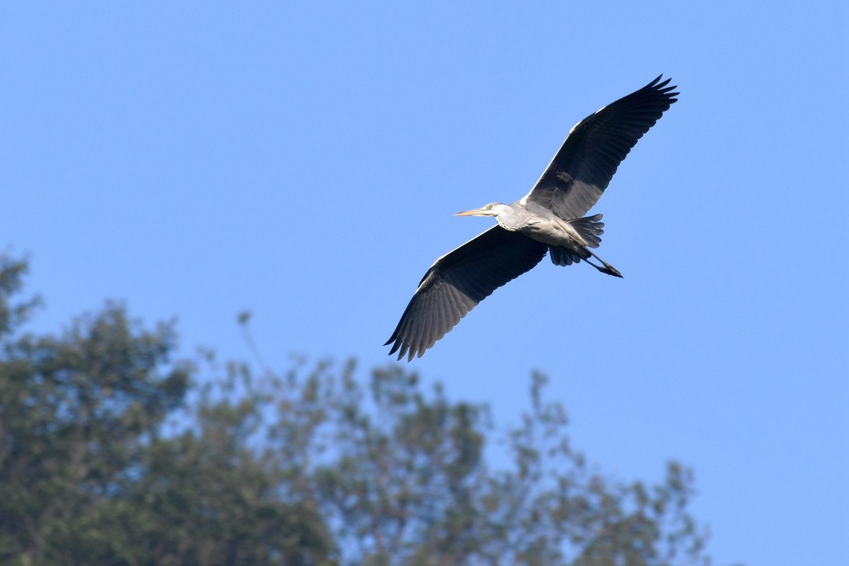 尼康D850+200-500拍的小鸟