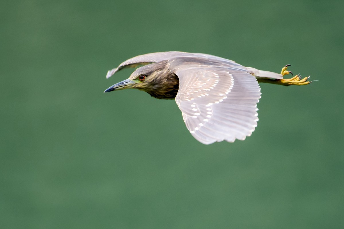 尼康D7200+200-500拍鸟