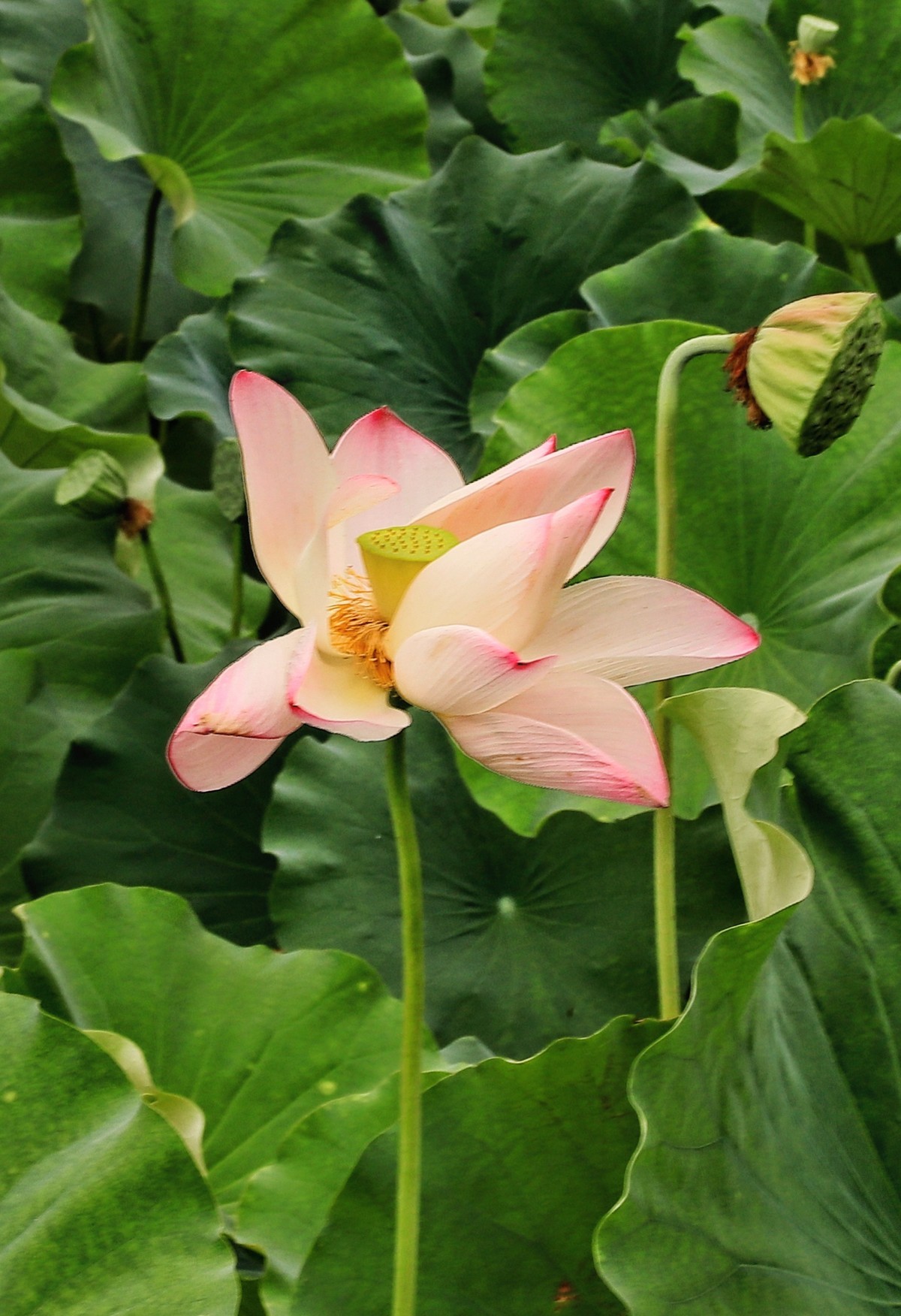 裕西(公园)荷花