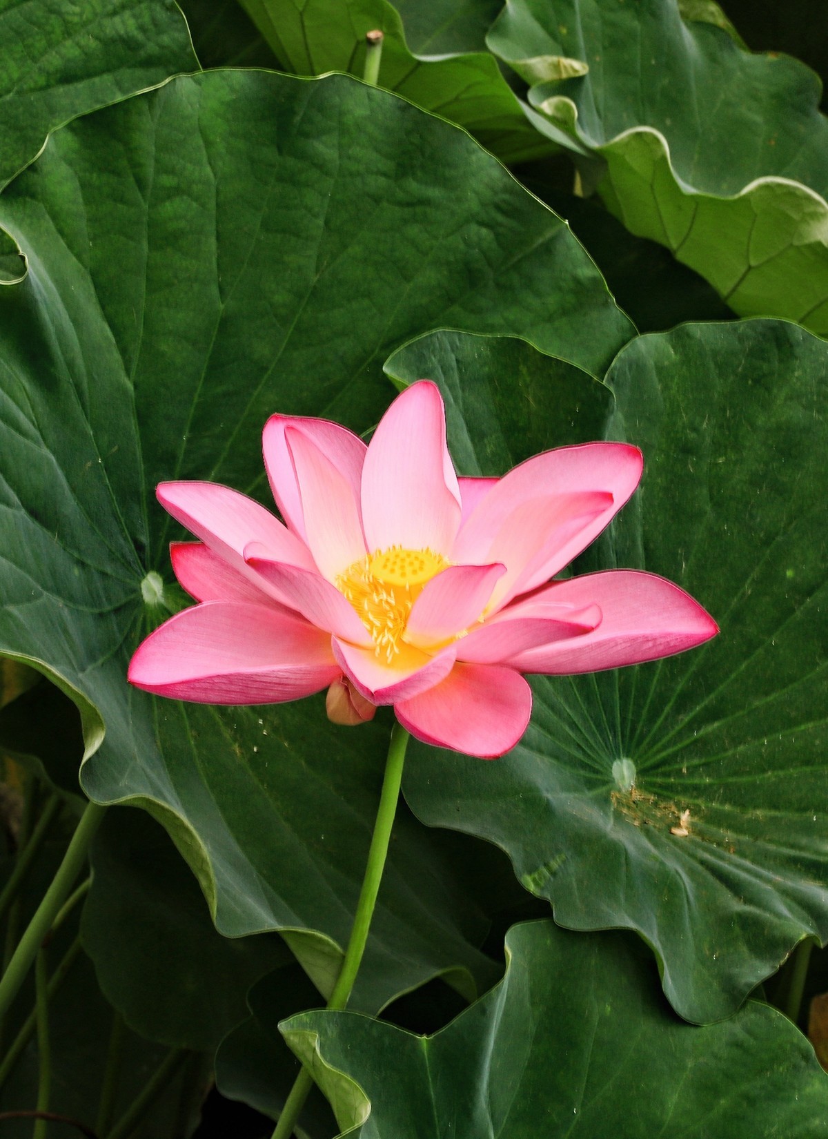 裕西(公园)荷花