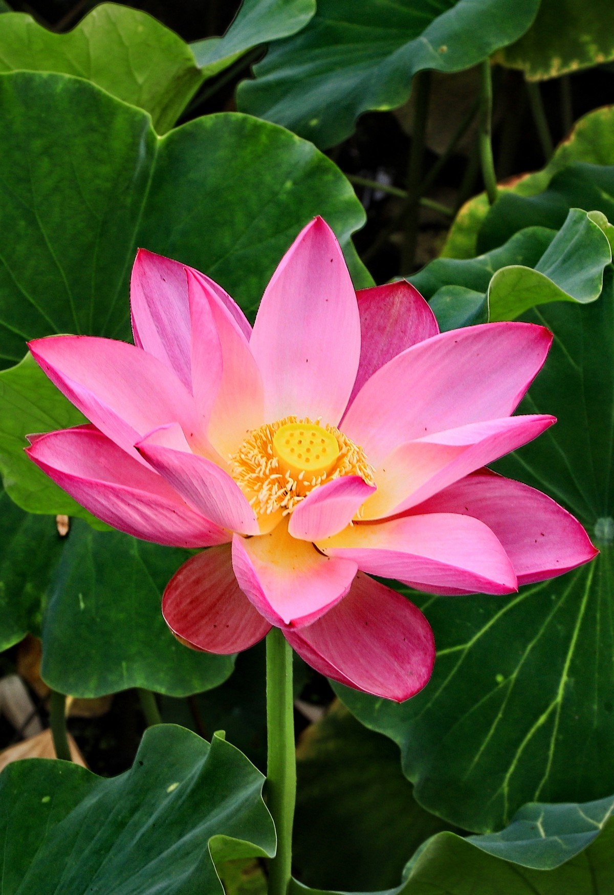 裕西(公园)荷花