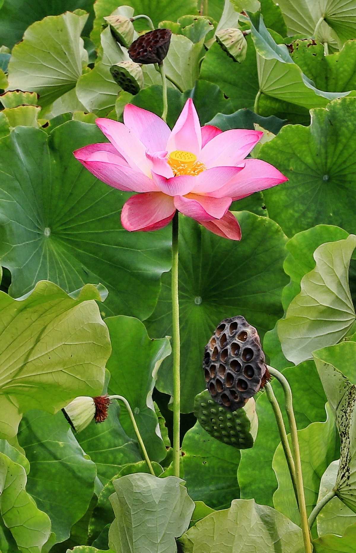 裕西(公园)荷花